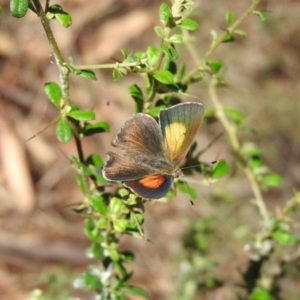 Paralucia pyrodiscus at Fadden, ACT - 21 Dec 2017