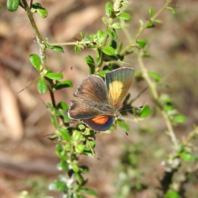 Paralucia pyrodiscus (Fiery Copper) at Fadden, ACT - 21 Dec 2017 by ArcherCallaway