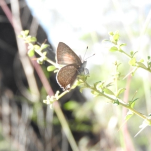 Paralucia pyrodiscus at Fadden, ACT - suppressed