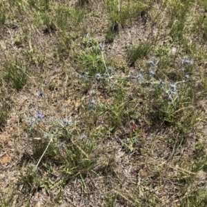 Eryngium ovinum at Symonston, ACT - 9 Dec 2017