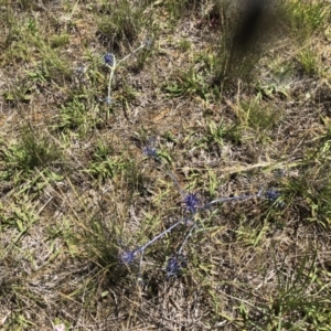 Eryngium ovinum at Symonston, ACT - 9 Dec 2017