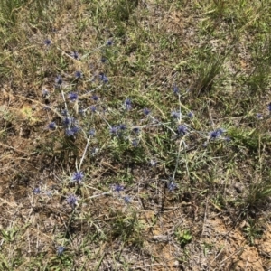 Eryngium ovinum at Symonston, ACT - 9 Dec 2017 11:13 AM