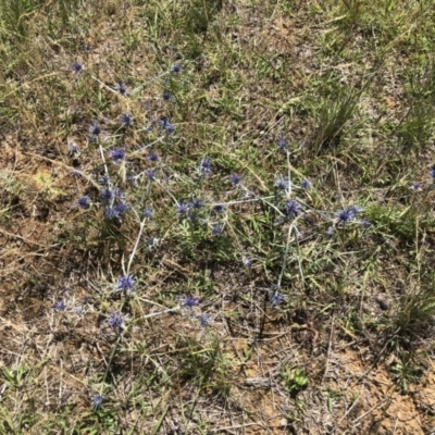 Eryngium ovinum (Blue Devil) at Symonston, ACT - 9 Dec 2017 by CallumBraeRuralProperty