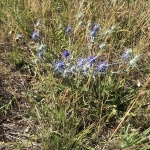 Eryngium ovinum at Jerrabomberra, ACT - 10 Dec 2017 09:58 AM