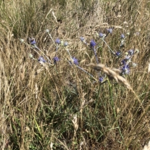 Eryngium ovinum at Jerrabomberra, ACT - 10 Dec 2017 09:58 AM