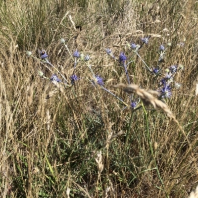 Eryngium ovinum (Blue Devil) at Jerrabomberra, ACT - 10 Dec 2017 by CallumBraeRuralProperty