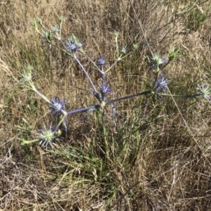 Eryngium ovinum at Jerrabomberra, ACT - 10 Dec 2017 10:03 AM