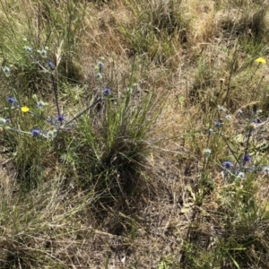 Eryngium ovinum at Jerrabomberra, ACT - 10 Dec 2017 10:03 AM