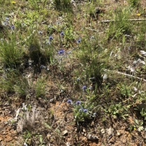 Eryngium ovinum at Jerrabomberra, ACT - 10 Dec 2017 10:12 AM