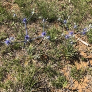 Eryngium ovinum at Jerrabomberra, ACT - 10 Dec 2017 10:13 AM