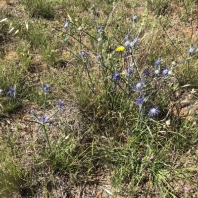 Eryngium ovinum (Blue Devil) at Jerrabomberra, ACT - 10 Dec 2017 by CallumBraeRuralProperty
