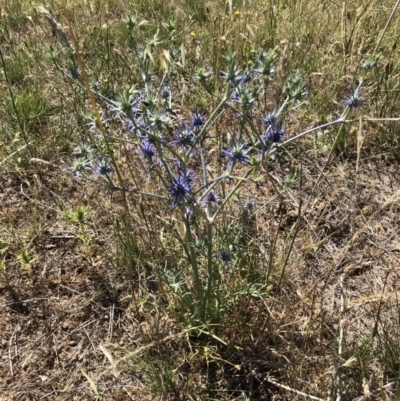 Eryngium ovinum (Blue Devil) at Jerrabomberra, ACT - 10 Dec 2017 by CallumBraeRuralProperty