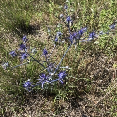 Eryngium ovinum (Blue Devil) at Jerrabomberra, ACT - 10 Dec 2017 by CallumBraeRuralProperty