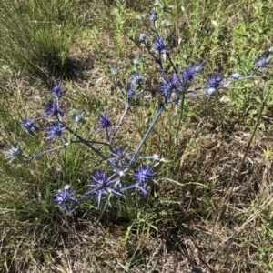 Eryngium ovinum at Jerrabomberra, ACT - 10 Dec 2017