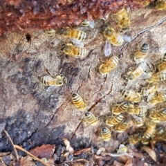 Apis mellifera (European honey bee) at Griffith Woodland - 20 Dec 2017 by ianandlibby1