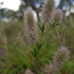 Trifolium arvense var. arvense (Haresfoot Clover) at Griffith, ACT - 21 Dec 2017 by ianandlibby1