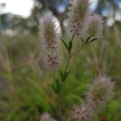 Trifolium arvense var. arvense (Haresfoot Clover) at Griffith Woodland - 21 Dec 2017 by ianandlibby1