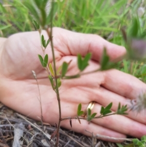 Trifolium arvense var. arvense at Griffith, ACT - 21 Dec 2017 03:59 PM