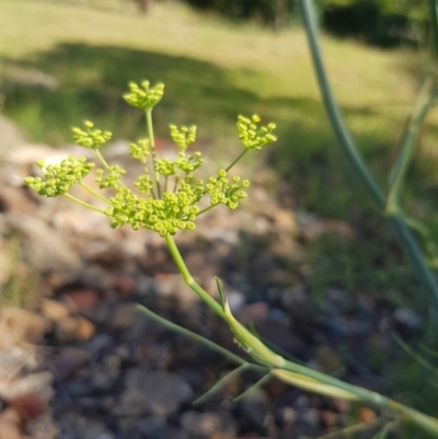 Foeniculum vulgare (Fennel) at Griffith, ACT - 21 Dec 2017 by ianandlibby1