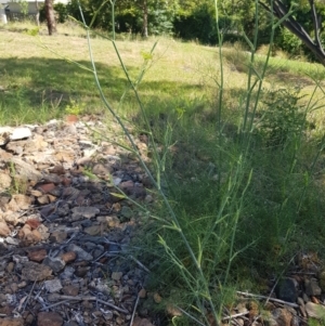 Foeniculum vulgare at Griffith, ACT - 21 Dec 2017 04:26 PM