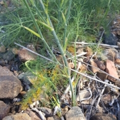 Foeniculum vulgare at Griffith, ACT - 21 Dec 2017 04:26 PM