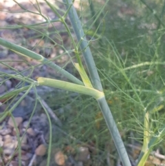 Foeniculum vulgare at Griffith, ACT - 21 Dec 2017 04:26 PM