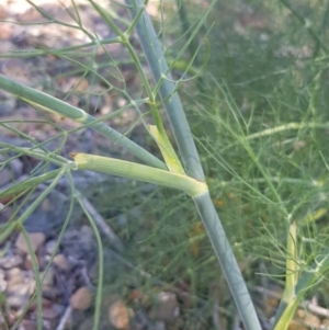 Foeniculum vulgare at Griffith, ACT - 21 Dec 2017