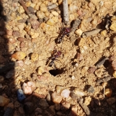 Iridomyrmex purpureus (Meat Ant) at Griffith Woodland - 21 Dec 2017 by ianandlibby1
