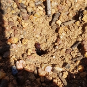 Iridomyrmex purpureus at Griffith, ACT - 21 Dec 2017