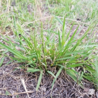 Panicum effusum (Hairy Panic Grass) at Griffith Woodland - 21 Dec 2017 by ianandlibby1