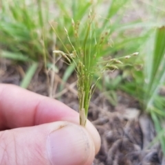 Panicum effusum at Griffith, ACT - 21 Dec 2017