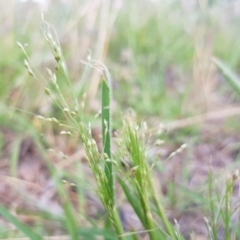 Panicum effusum at Griffith, ACT - 21 Dec 2017