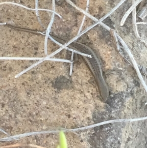 Carlia tetradactyla at Chifley, ACT - 13 Dec 2017 07:51 PM