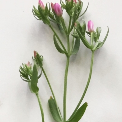 Centaurium sp. (Centaury) at Hughes Garran Woodland - 26 Dec 2017 by ruthkerruish