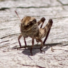 Gastrimargus musicus (Yellow-winged Locust or Grasshopper) at Namadgi National Park - 21 Dec 2017 by JudithRoach