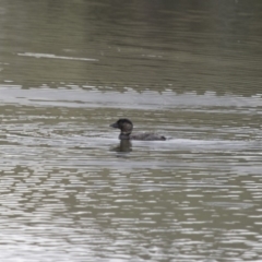 Biziura lobata at Michelago, NSW - 26 Oct 2017 10:39 AM