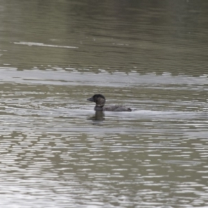 Biziura lobata at Michelago, NSW - 26 Oct 2017 10:39 AM