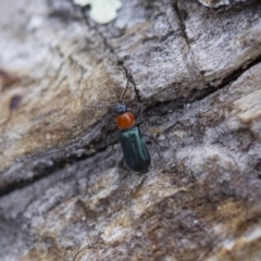 Malachiinae (subfamily) (Soft-winged flower beetle) at Illilanga & Baroona - 5 Nov 2017 by Illilanga