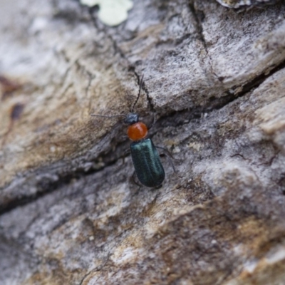 Malachiinae (subfamily) (Soft-winged flower beetle) at Michelago, NSW - 5 Nov 2017 by Illilanga