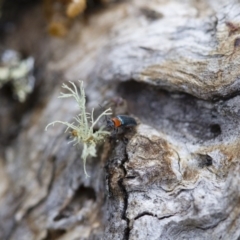 Malachiinae (subfamily) at Michelago, NSW - 5 Nov 2017 12:29 PM