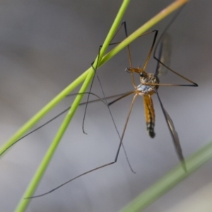 Leptotarsus (Leptotarsus) sp.(genus) at Michelago, NSW - 15 Nov 2017 02:45 PM