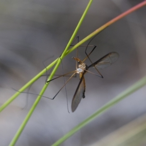 Leptotarsus (Leptotarsus) sp.(genus) at Michelago, NSW - 15 Nov 2017 02:45 PM