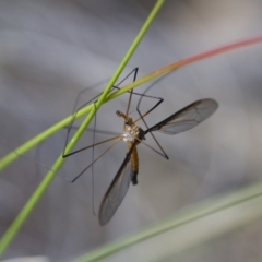 Leptotarsus (Leptotarsus) sp.(genus) at Michelago, NSW - 15 Nov 2017