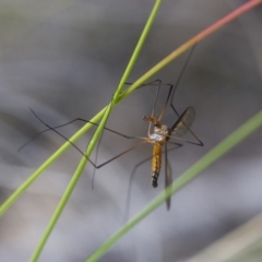 Leptotarsus (Leptotarsus) sp.(genus) at Michelago, NSW - 15 Nov 2017 02:45 PM