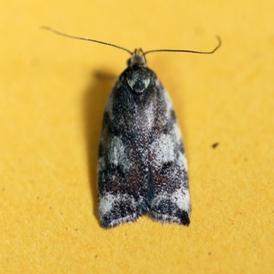 Syringoseca mimica (A Concealer moth (Wingia Group)) at O'Connor, ACT - 18 Dec 2017 by ibaird