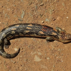 Tiliqua nigrolutea at Bimberi, NSW - 21 Dec 2017 01:32 PM