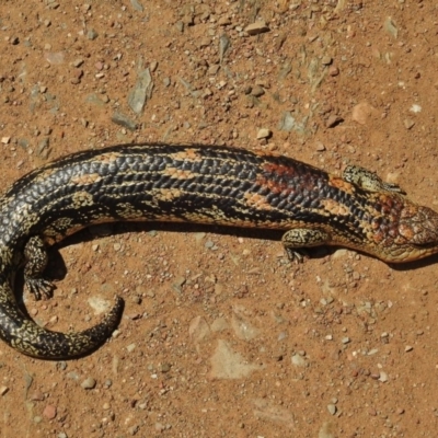 Tiliqua nigrolutea (Blotched Blue-tongue) at Bimberi Nature Reserve - 21 Dec 2017 by JohnBundock