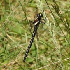 Eusynthemis guttata (Southern Tigertail) at Namadgi National Park - 21 Dec 2017 by JohnBundock