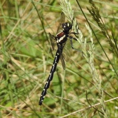 Eusynthemis guttata (Southern Tigertail) at Cotter River, ACT - 21 Dec 2017 by JohnBundock