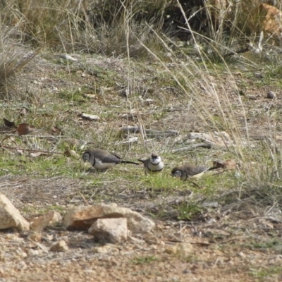 Stizoptera bichenovii (Double-barred Finch) at Michelago, NSW - 27 Jun 2009 by Illilanga